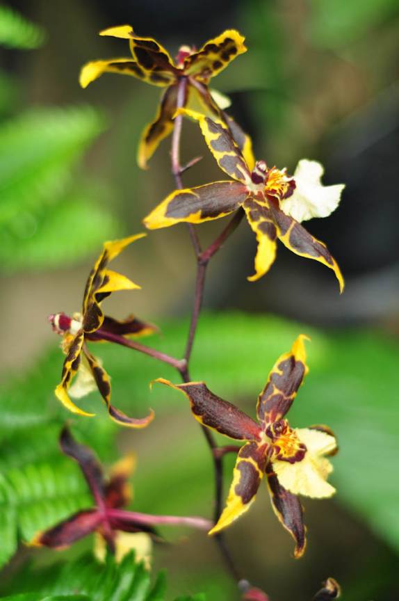 As maravilhosas flores na estufa do Longwood Gardens, na Pennsylvania - Estados Unidos